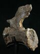 Diplodocus Caudal Vertebra - Dana Quarry #10153-3